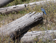Stellers Jay 4258